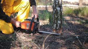 How Our Tree Care Process Works  in Waldo, FL